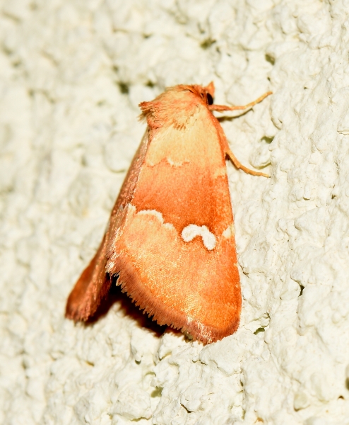 Haemerosia renalis (Noctuidae)